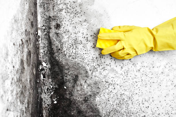 Professional Mold Removal in Blanchard, OK
