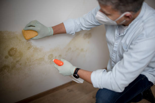 Best Toxic Mold Removal  in Blanchard, OK